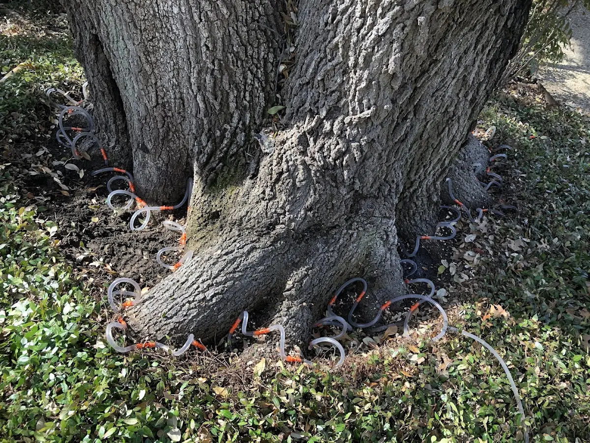 Detailed Tree Cabling and Bracing job site in Dennard