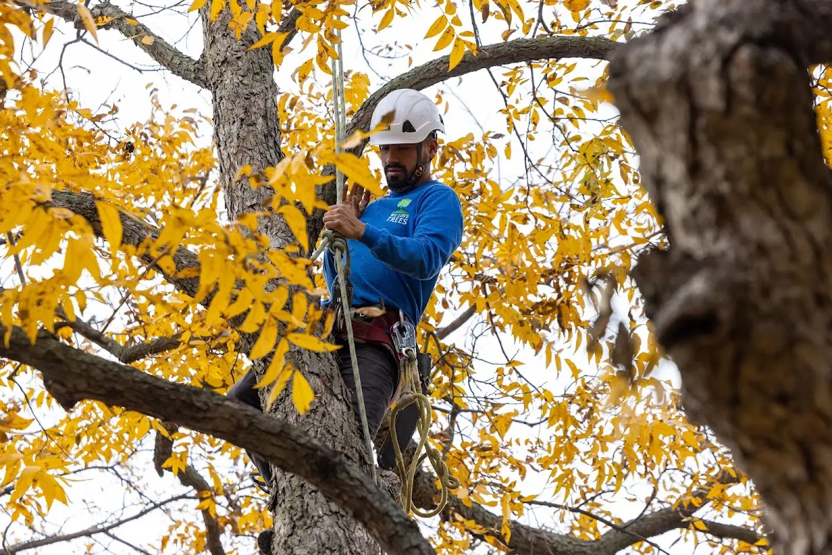 Skilled Tree Transplanting crew working in Dennard